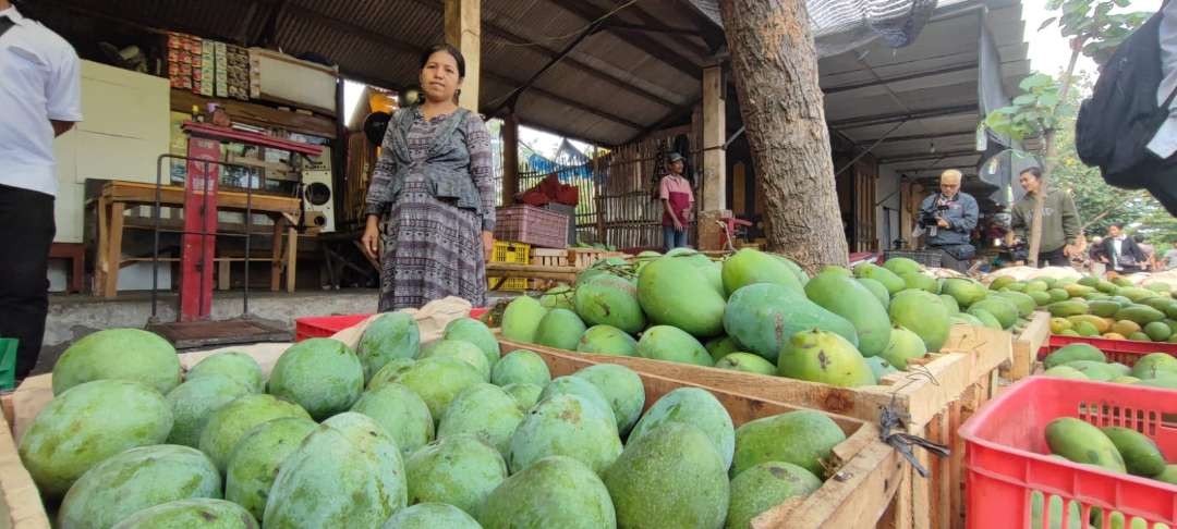 Stok mangga di pasar buah Kecamatan Banyakan Kabupaten Kediri saat ini melimpah, namun harganya ambyar. (Foto: Fendi Lesmana/ngopibareng.id)