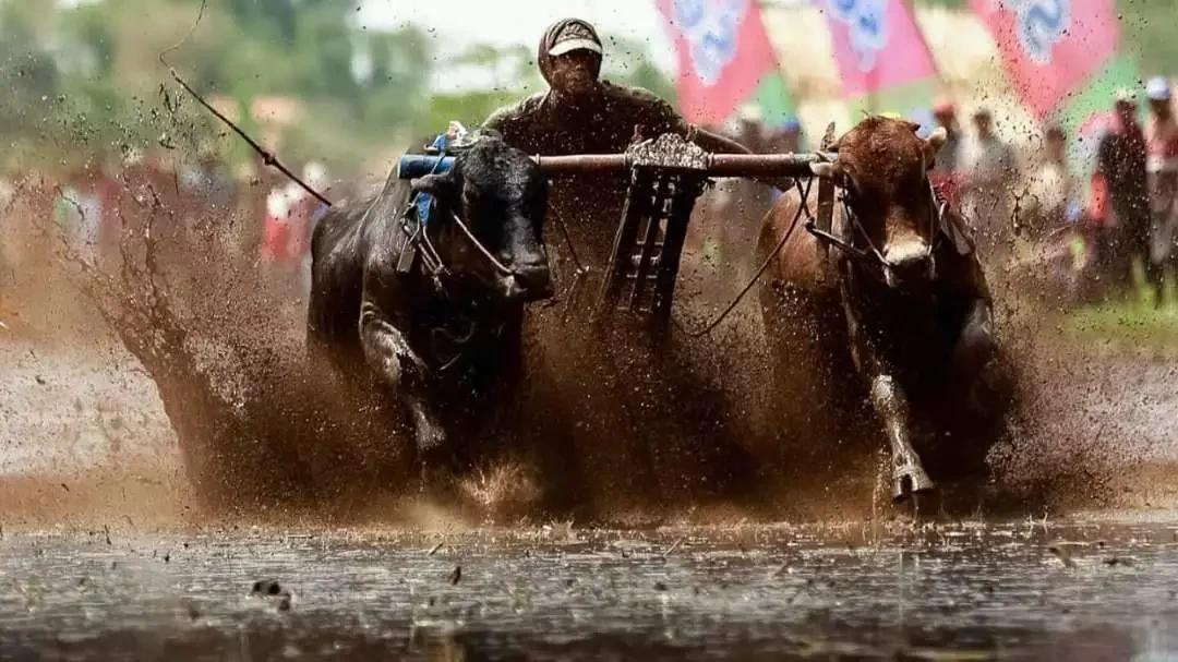 Sepasang sapi brujul melesat di arena balap berlumpur di sebuah persawahan Kota Probolinggo. (Foto: Ikhsan Mahmudi/Ngopibareng.id)