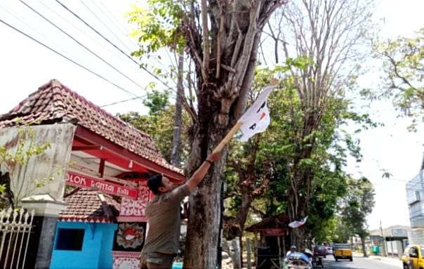 Anggota Satpol PP Bondowoso menindak tegas mencopoti banner parpol di paku di pohon kota yang melanggar aturan. (Foto: Guido Saphan/Ngopibareng.id)