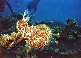 Salah satu penghuni laut, teripang si ketimun. (Foto: infoduniaperikanan)