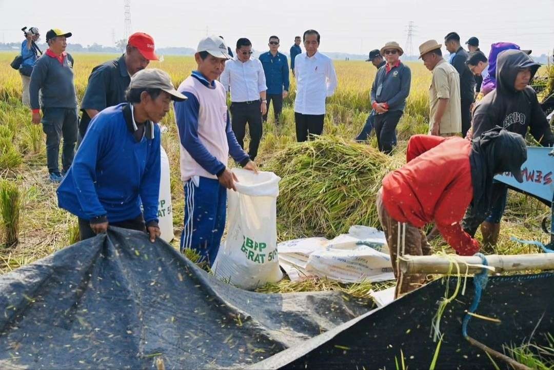 Presiden Jokowi bersama Plt Menteri Pertanian, Arief Prasetyo meninjau panen raya padi di Desa Ciasem Girang, Kecamatan Ciasem, Kabupaten Subang, Jawa Barat, Minggu 8 Oktober 2023. (Foto: Instagram @jokowi)
