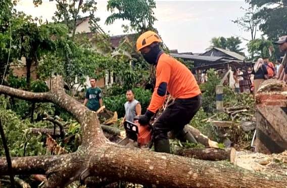 Anggota BPBD Bondowoso memotong pohon tumbang diterjang hujan disertai angin kencang menutup ruas jalan Kecamatan Tamanan. (Foto: Guido/Ngopibareng.id)