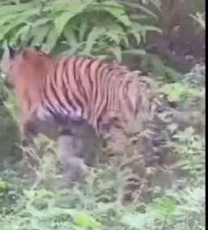 Penampakan harimau jawa yang muncul di kawasan wisata Kebun Teh Jamus, Kecamatan Sine, Kabupaten Ngawi, pada Jumat 6 Oktober 2023 pagi. (Foto: tangkapan layar)