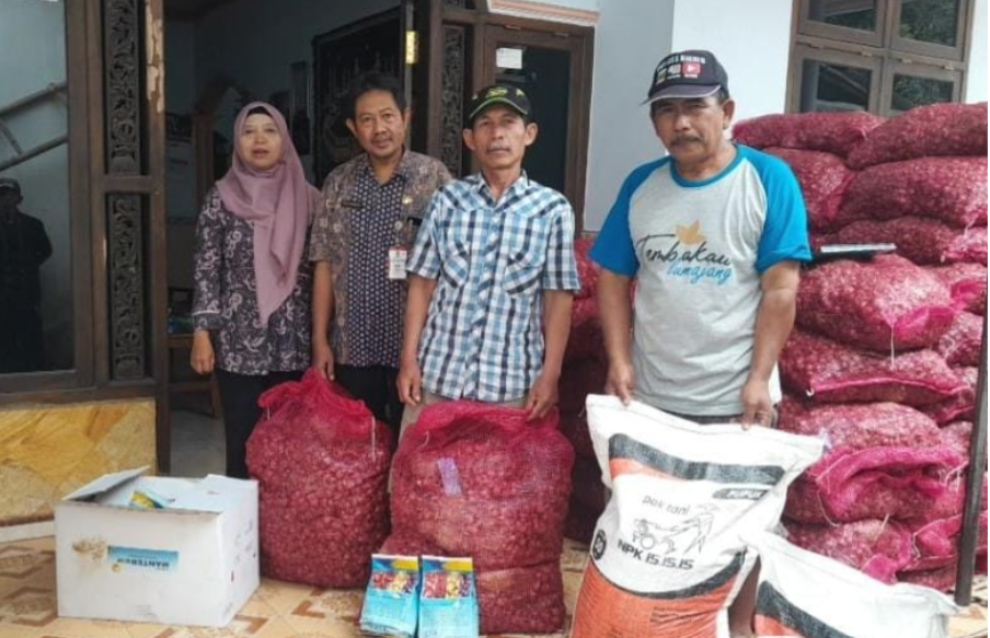 Kelompok Tani (Poktan) Dewi Sri menerima bantuan bibit bawang merah sebanyak 3,5 ton, dari Pemkab Lumajang. Bibit itu ditanam di lahan seluas 3,5 hektare. (Foto: Kominfo Lumajang)