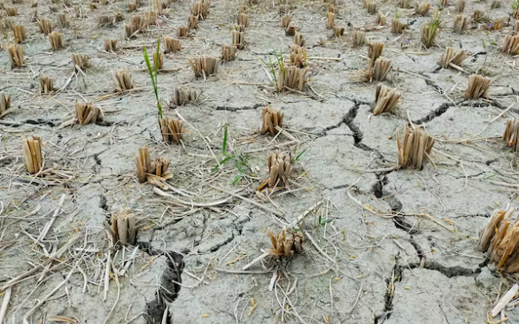 Indonesia butuh 300 bendungan baru untuk mengantisipasi bencana alam seperti krisis air dampak perubahan iklim. Dampaknya menjaga ketahanan pangan. (Foto: Unsplash)