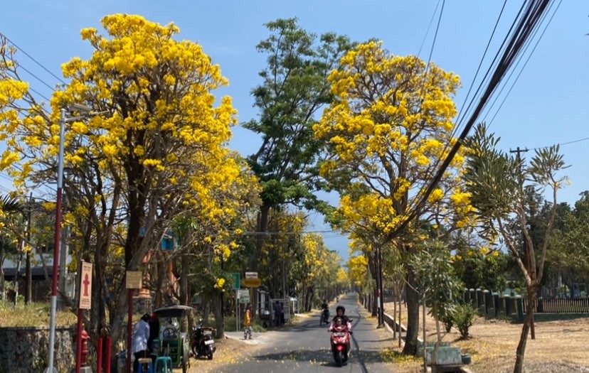 Bunga tabebuya bermekaran di sepanjang Jalan Wijaya Kusuma, Kota Batu (Foto: Lalu Theo/Ngopibareng.id)