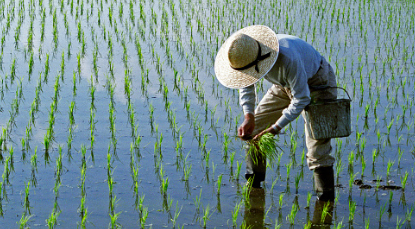 Kementerian Pertanian memiliki target produksi 35 juta ton beras di tahun 2024. Salah satu upayanya dengan membangun sistem benih nasional. (Foto: Unsplash)