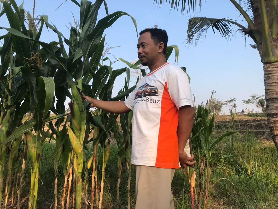 Petani dari Desa Sukorejo, Kecamatan Wates, Kabupaten Blitar, Iwan Pitono berhasil menyilangkan benih jagung yang tahan kekeringan akibat El Nino. (Foto: Choirul Anam/ngopibareng.id)