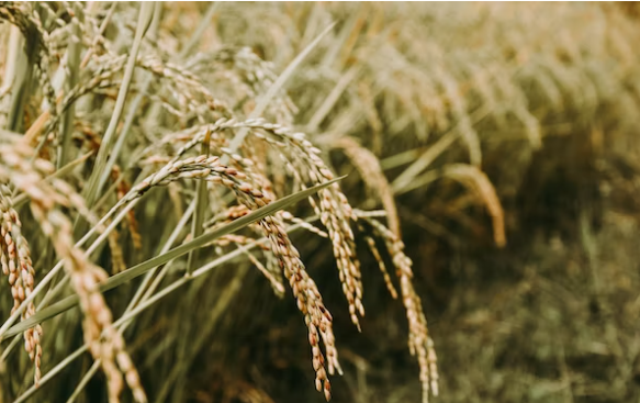 Badan Riset dan Inovasi Nasional (BRIN) menyebut telah menemukan dan melepas 35 varietas unggulan padi, hingga 2023. (Foto: unsplash)