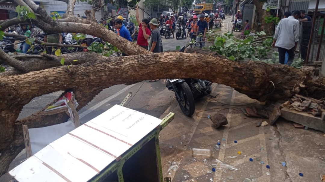 Pohon tumbang di Jalan Raya Bandulan, Kecamatan Sukun, Kota Malang, Jawa Timur, Kamis 26 Oktober 2023. (Foto: BPBD Kota Malang)