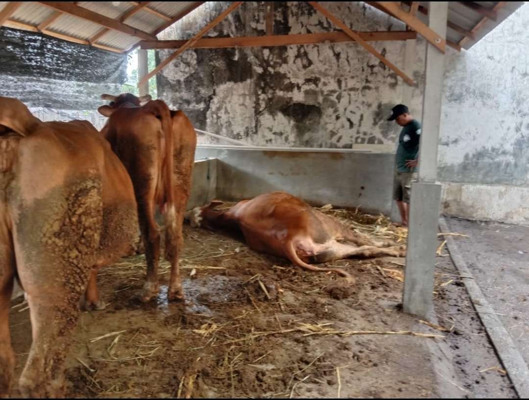 Barang bukti sapi di lokasi ditemukan warga Kecamatan Plosoklaten Kabupaten Kediri (Foto: Istimewa)