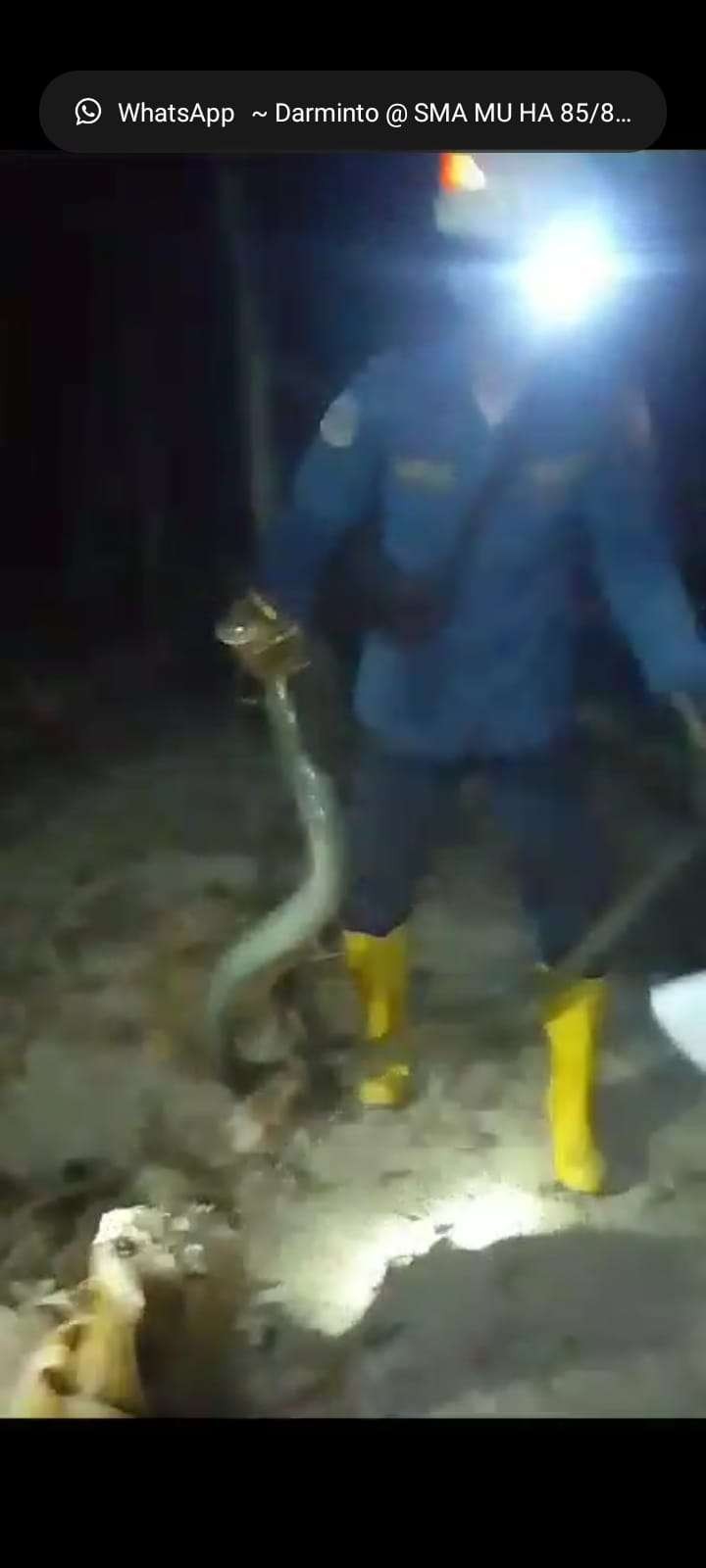 Ular king kobra yang ditangkap tim Damkarmat Bojonegoro di Dusun Kunir, Desa Meduri, Kecamatan Margomulyo, Bojonegoro pada Minggu malam 29 Oktober 2023. (Dok. tangkapan video Damkarmat)