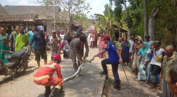 Tim Satpol PP dan Pemadam Kebakaran Tuban berhasil mengevakuasi ular piton (dok. Damkar Tuban)
