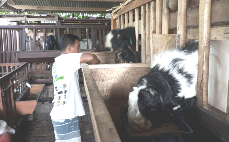 Eko Agus Salim, peternak kambing PE dari Desa Kebonagung, Kecamatan Sukodono, Lumajang telah menekuni ternak kambing PE ras Kaligesing sejak tahun 2017 silam. (Foto: Kominfo Lumajang)