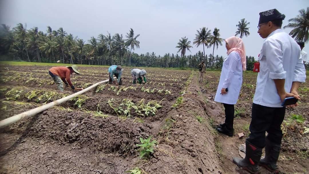 Bupati Banyuwangi, Ipuk Fiestiandani didampingi Kepala Dinas PU Pengairan, Guntur Priambodo melihat petani menanam ubi jalar dengan pasokan airnya. (Foto: Muh Hujaini/Ngopibareng.id)