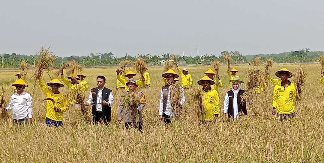 Gubernur Jawa Timur bersama Bupati Tuban melakukan panen raya di Desa Karangtinoto, Kecamatan Rengel, Tuban (Khoirul Huda/Ngopibareng.id)