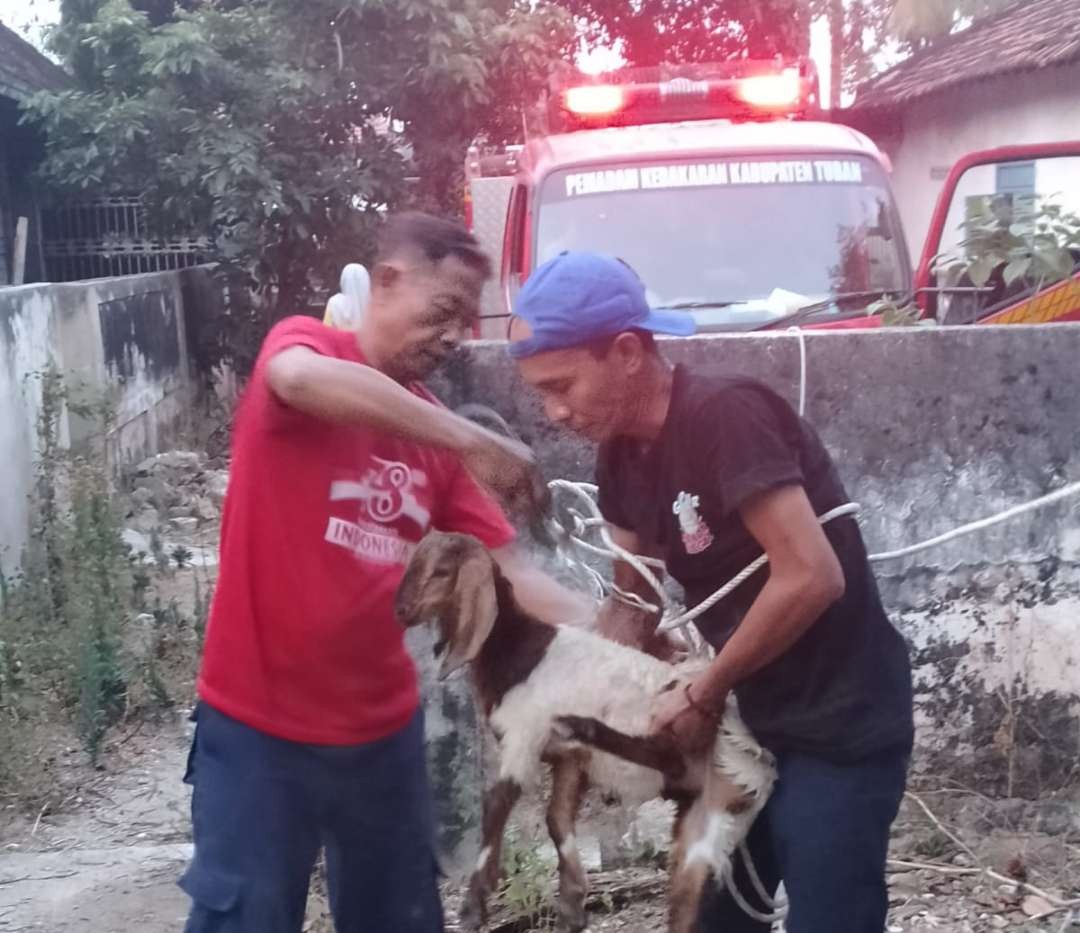 Petugas Pemadam Kebakaran (Damkar) Tuban berhasil mengevakuasi kambing yang terjebur sumur (Foto: dok. Damkar Tuban)