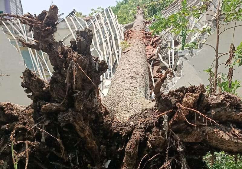 Pohon randu yang tumbang menimpa gedung SD Negeri 1 Tambak menjangan, Kecamatan Sarirejo (Foto: Istimewa)