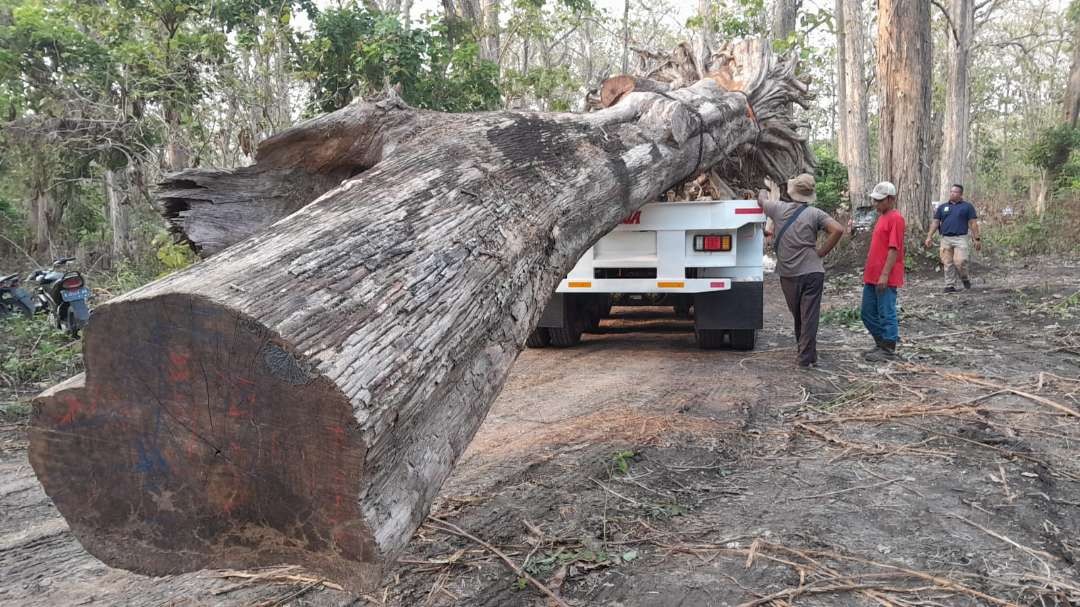 Potongan kayu jati berusia ratusan tahun, diangkut menggunakan truk. (Foto: Ahmad Sampurno/Ngopibareng.id)