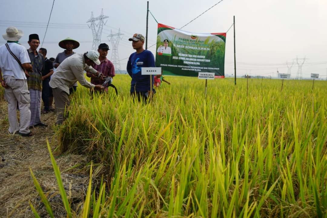 Panen raya padi organik di Desa Gondel, Kecamatan Kedungtuban, beberapa waktu lalu. (Foto: Ahmad Sampurno/Ngopibareng.id)