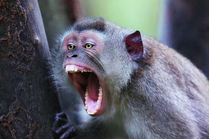 Ilustrasi seekor monyet yang mengamuk warga (Foto: Istimewa)
