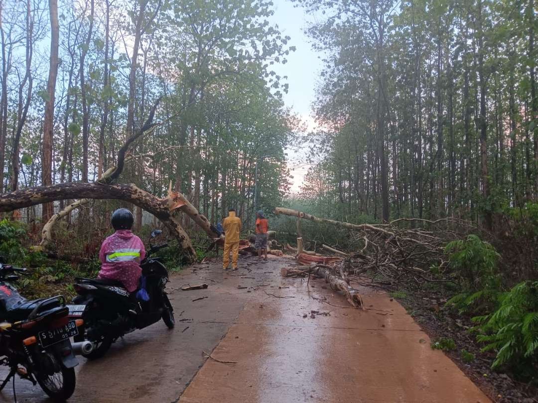 Pohon tumbang di hutan di Desa/Kecamatan Dander, yang merupakan jalur poros kecamatan menuju Kecamatan Bubulan, Kabupaten Bojonegoro, pada Selasa 21 November 2023. (Foto: dok. Damkar Bojonegoro)