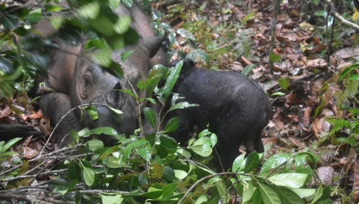 Satu ekor anak badak Sumatera (Dicerorhinus sumatrensis) berjenis kelamin jantan lahir dari induk bernama Delilah di Suaka Rhino Sumatera Taman Nasional Way Kambas (SRS TNWK), pada hari Sabtu 25 November 2023. (Foto: dok. menlhk)