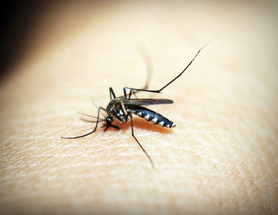 Ilustrasi nyamuk Aedes aegypti yang dimasuki oleh virus Wolbachia untuk tekan angka DBD. (Foto: Pixabay)