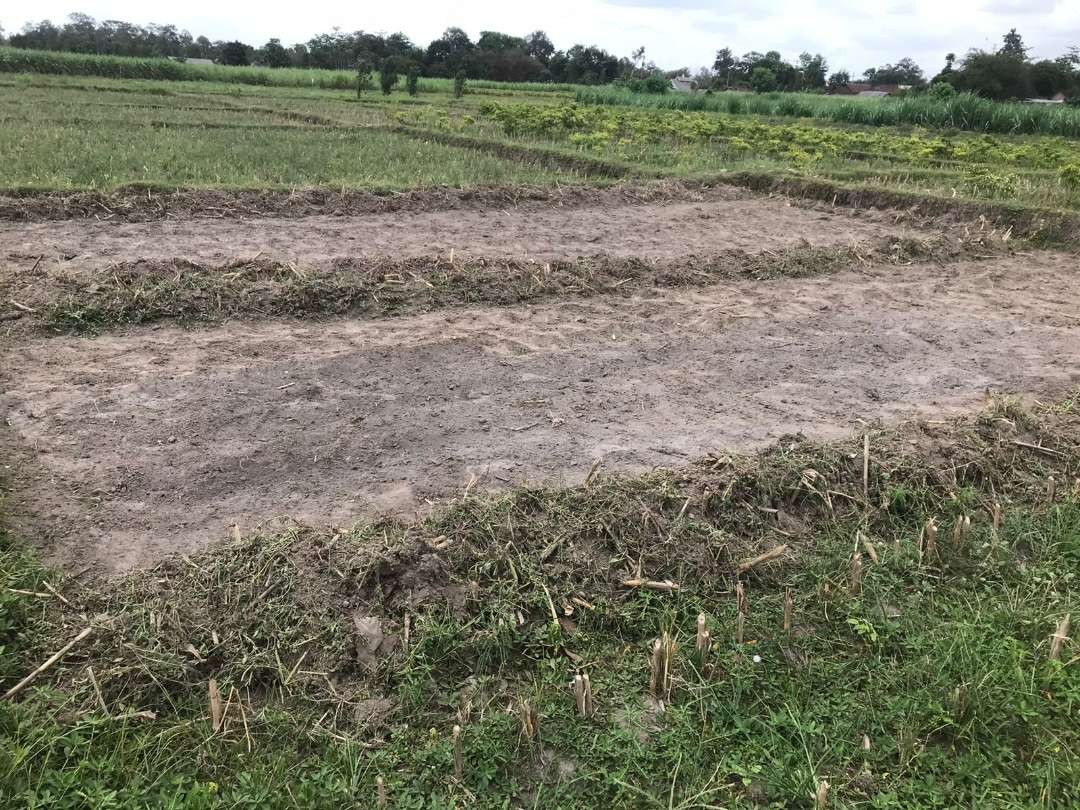 Petani di wilayah Kecamatan Kanigoro, Kabupaten Blitar mempersiapkan lahan persemaian padi sambil menunggu ketersediaan air dan pupuk kimia bersubsidi yang belum jelas kuotanya dari pemerintah. (Foto: Choirul Anam/Ngopibareng.id)