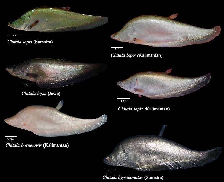 Beberapa jenis ikan belida sesuai temuan di sejumlah sungai di Pulau Jawa, Kalimantan dan Sumatera. (Foto: dok Brin)