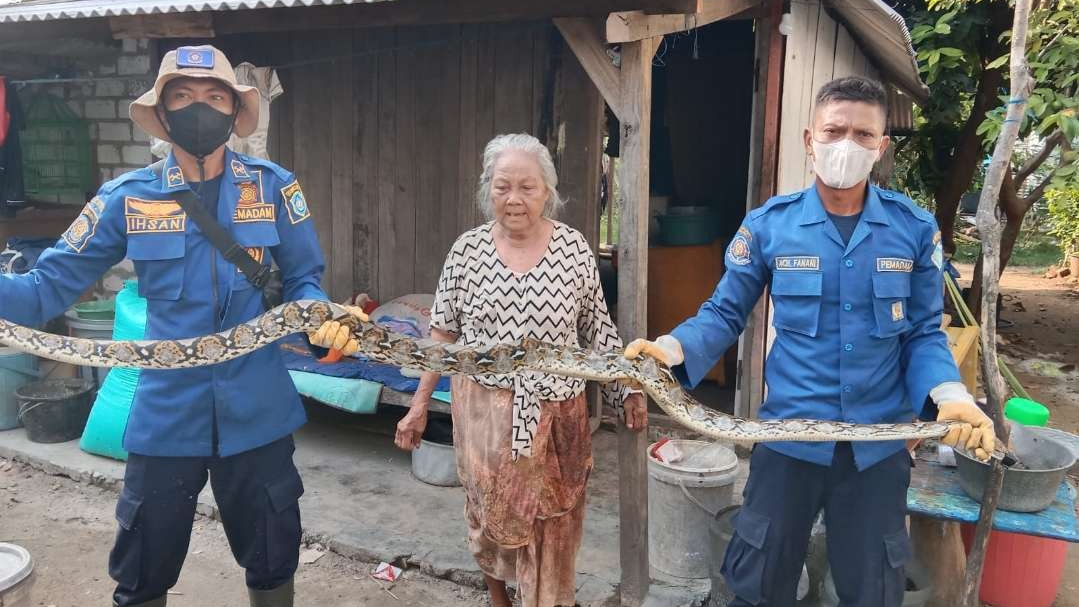 Petugas Damkar dengan hasil evaluasi ular yang membahayakan warga (Foto: Istimewa)