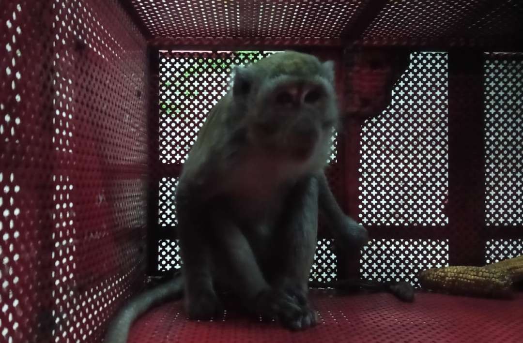 Monyet yang sempat meresahkan warga diamankan di kantor Damkarmat Banyuwangi (Foto: Istimewa)