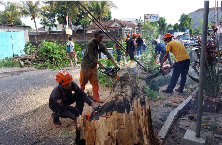 Pohon tumbang di dua lokasi berbeda di Lumajang. Masing-masing di Kelurahan Citrodiwangsan dan Kelurahan Rogotrunan, wilayah Kecamatan Lumajang. (Foto: Kominfo Lumajang)