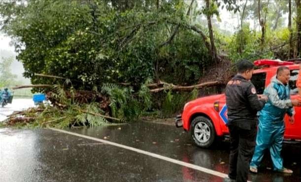 Pohon tumbang melintang jalan raya, mengakibatkan arus lalu lintas dua kecamatan di Bondowoso tertutup beberapa jam.(Foto: Dokumen BPBD Bondowoso)