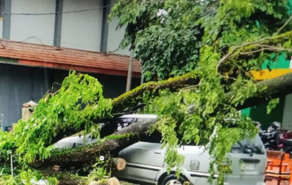 Sebuah mobil tertimpa pohon di Universitas Jember (Foto: Istimewa)