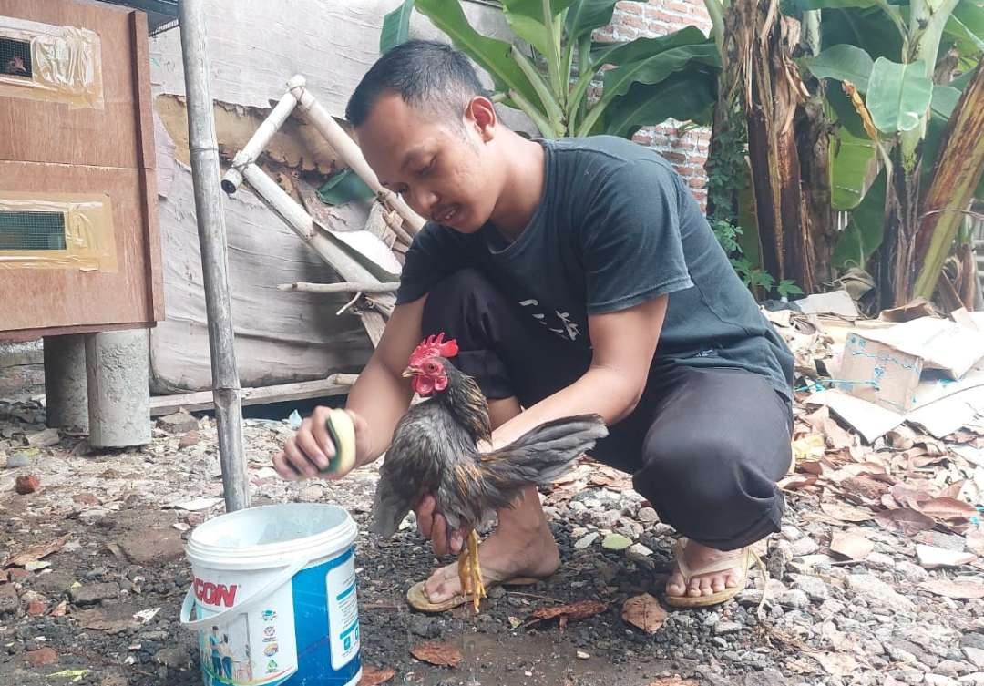 Dwiki Maulana, warga Kelurahan/Kecamatan Kanigaran, Kota Probolinggo sedang merawat ayam serama. (Foto: Ikhsan Mahmudi/Ngopibareng.id)