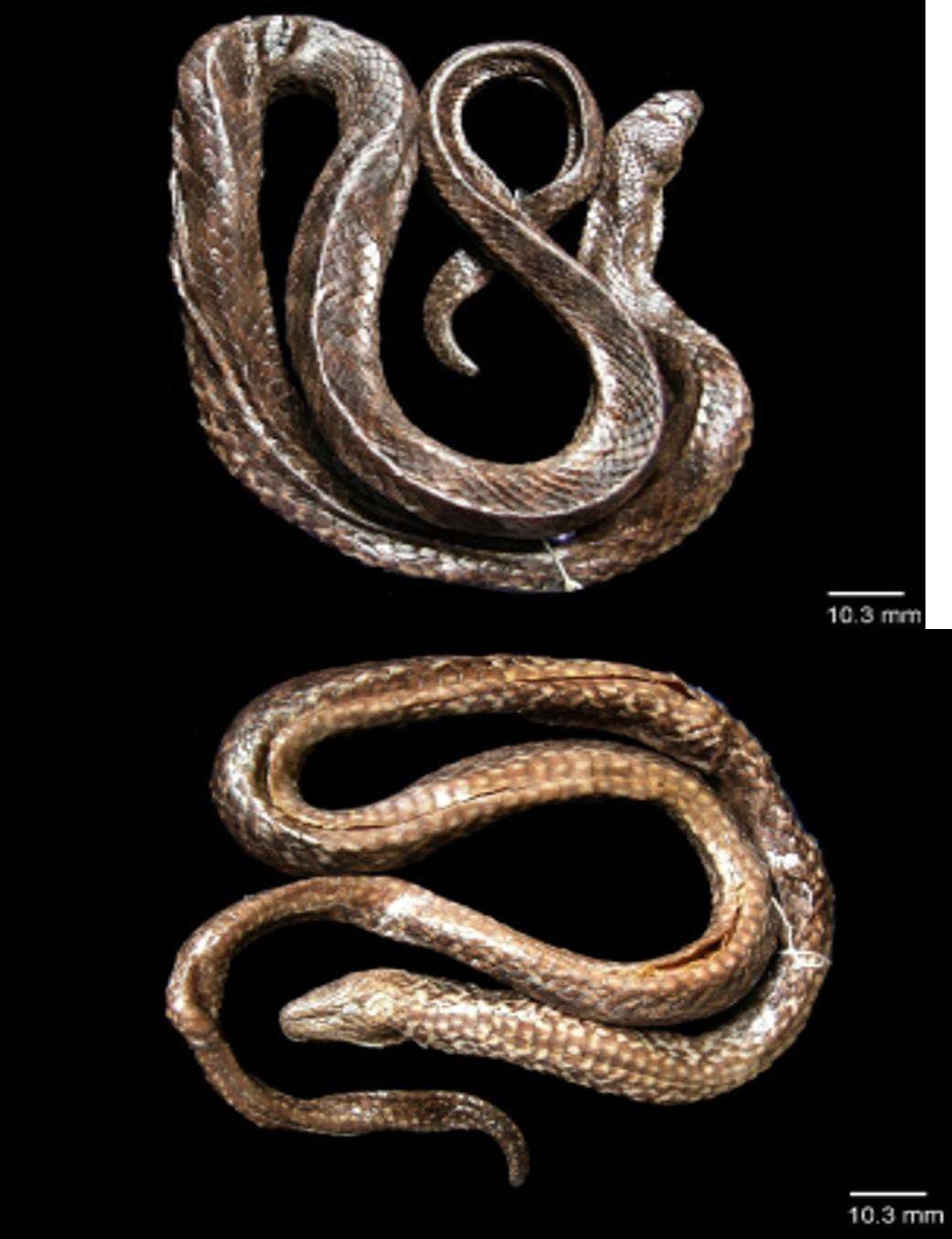 Spesies ular air jenis baru berhasil ditemukan Tim peneliti Badan Riset dan Inovasi Nasional (BRIN) dengan nama Hypsiscopus indonesiensis dari Danau Towuti, Sulawesi Selatan.  Temuan ini melengkapi 60 spesies ular di Sulawesi. (Foto: dok. BRIN)