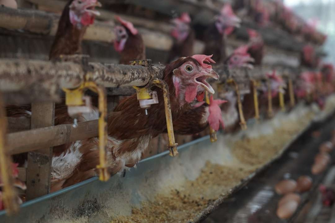 Sebagai upaya dalam Stabilisasi Pasokan dan Harga Pangan (SPHP), Pemerintah Kabupaten Kediri melalui Dinas Perdagangan melakukan penyaluran sebanyak 31.041 ton jagung subsidi kepada peternak ayam petelur. (Foto: Istimewa)