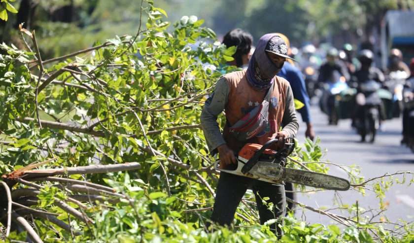 Proses perantingan pohon dilakukan oleh petugas DLH Kota Surabaya. (Foto: Julianus Palermo/Ngopibareng.id)