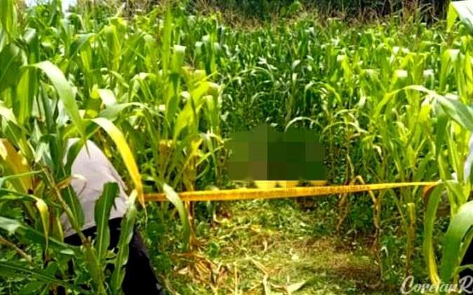 Mayat membusuk tanpa identitas dan sulit dikenali jenis kelaminnya ditemukan warga di area kebun jagung Desa/Kecamatan Botolinggo Bondowoso (Foto: Polsek Botolinggo)
