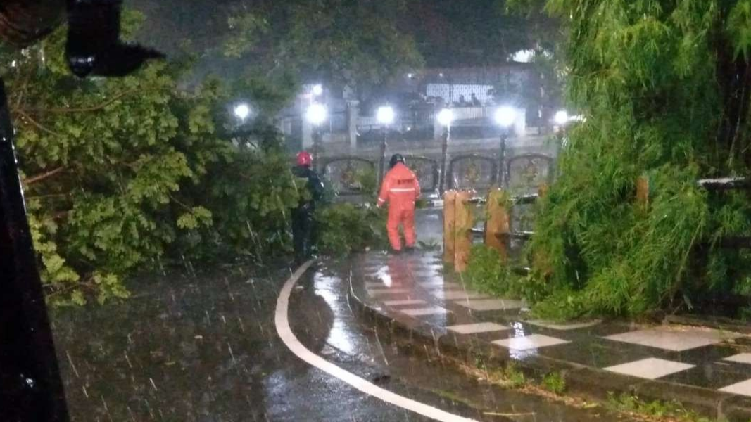 Salah satu pohon tumbang di Kota Surabaya akibatkan menutup jalan tadi malam, Senin 5 Februari 2024. (Foto: DLH Kota Surabaya)
