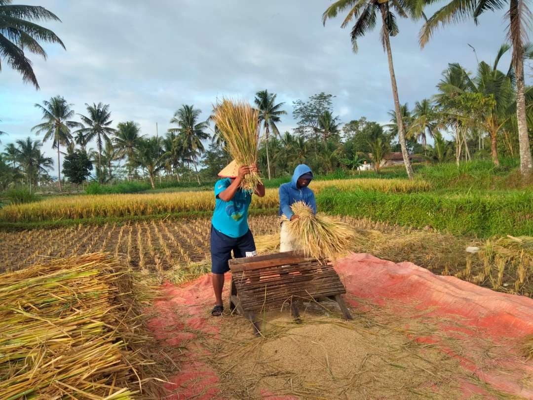 Petani Jember saat memanen padi (Foto: Istimewa)