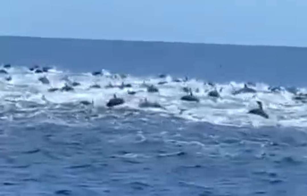 Tangkapan layar video kawanan lumba-lumba di sekitar perairan Pancer, Banyuwangi (Foto: istimewa)