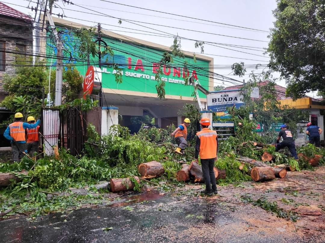 Petugas membersihkan pohon yang tumbang akibat hujan disertai angin kencang (foto: istimewa)