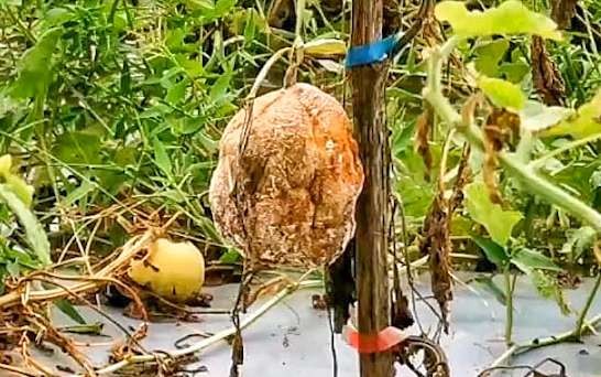 Buah melon membusuk karena kebun kebanjiran. (Foto: Aini Arifin/Ngopibareng.id)