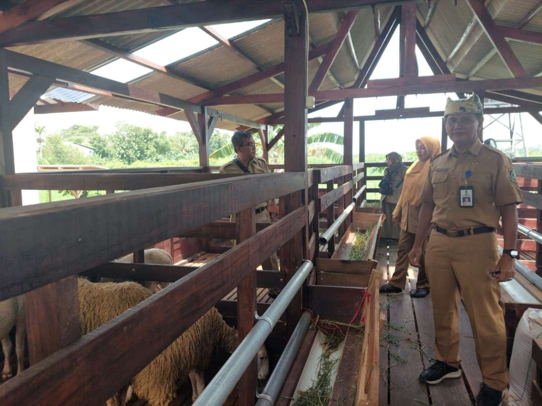 Kepala Bidang Budidaya dan Usaha Peternakan Dispertan Banyuwangi, Abdurrazak mengecek salah satu kandang domba (foto:istimewa)