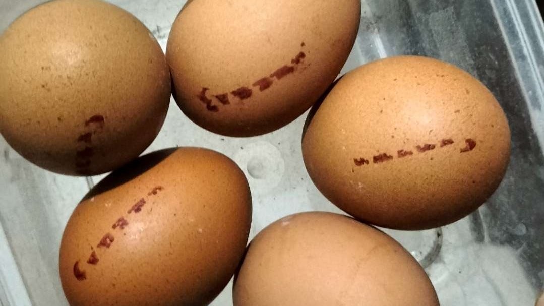 Kenali bahaya cangkang telur pecah. (Foto: Istimewa)