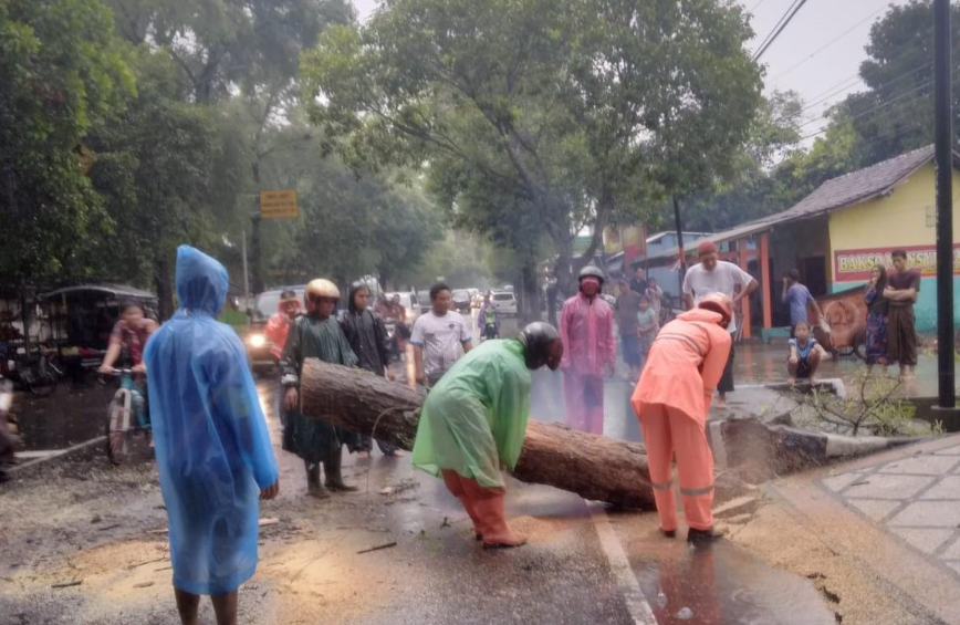 Hujan disertai angin kencang menyebabkan sedikitnya empat pohon tumbang di wilayah Kabupaten Lumajang, Jumat 8 Maret 2024 hari ini. (Foto: BPBD Lumajang)