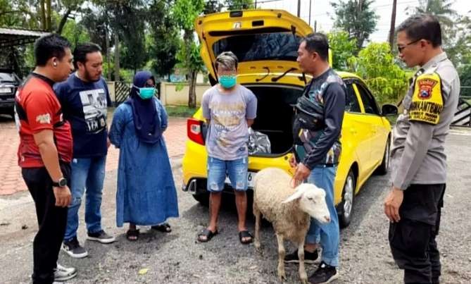 Pasutri penjual sate di Bondowoso ditangkap karena mencuri kambing menggunakan mobil terekam CCTV. (Foto: Guido/Ngopibareng.id)