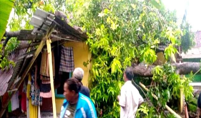 Rumah warga di Kecamatan Kapongan, Situbondo rusak tertimpa pohon besar tumbang. (Foto: BPBD Situbondo)